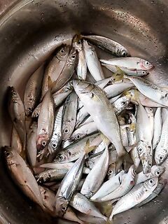 Новороссийск, Коса, ночь: морская рыбалка с берега на бомбарду и резину