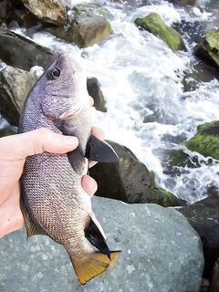 Закатный горбыль и час ставриды: морская рыбалка с переходами приманок