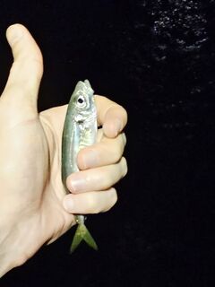 Вечер спокойного моря: морская рыбалка без отклика, редкие ставриды по часу