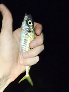 Сумеречный выход ставриды: морская рыбалка у волнореза и час активных поклёвок