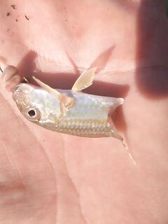 Имеретинка утром: луфарь сопровождает воблер, сарган на пилькер и карась на паузах