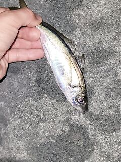 Вечерняя капризная ставрида: морская рыбалка с пилькером и «морковным» силиконом