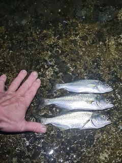 Ялта, ночь с 00 до 02: поплавок и заморозка, ставридка и рост луфаря