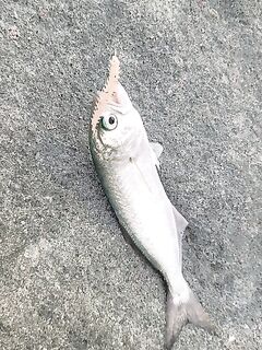 «Моя Звезда», камни и отводной: морская рыбалка вечером с луфарём и горбылём