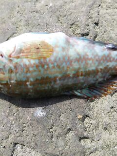 Ветер, накат и нашествие зеленух: морская рыбалка на тирольку, караси в зачёт