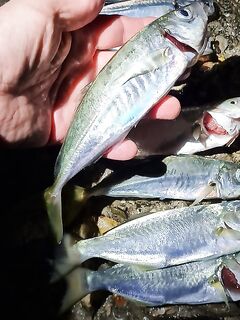 Ялта, берег до 22:30: морская рыбалка на мороженую ставриду, горбыль и «белая рыба»