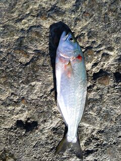 Утренний штиль и вечерний ветер: морская рыбалка в Ялте, луфарь капризничает