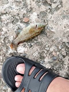 Пристань и россыпи камней: морская рыбалка в поиске луфаря, зелёная радость и присоска