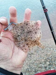 Геленджикская бухта: рассветный карась с 6 до 7, дальше затишье