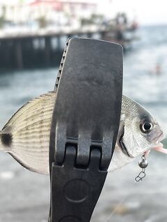 Турецкая республика: ультралайт до 2,5 г и буллеры — кайф, но ЧМ богаче