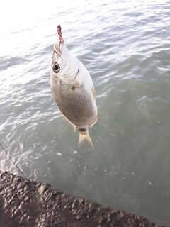 Адлер, первая декада октября: нереис рулит, горбыль в зачёте, грибы в горах