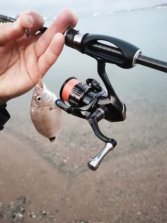 Карась с 6:20 до 8:00: реализации мало, кефаль прыгает у ног