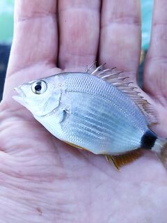 После ночного дождя: мутная вода, нереис молчит, зелёнуха спасает кадр