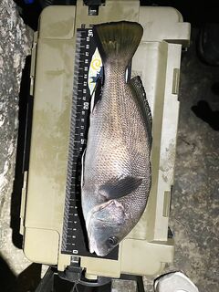 Ялта, буна: жена — спец по горбылям, ещё один и отпустили