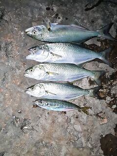 Ялта, «бобышка»: жена добыла окуня на наживку, я — хищников