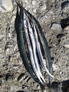 Утренний штиль: сарган клевал равномерно, опарыш и нереис — равно