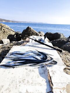 Лермонтово: пилькер с мушкой, ближе к берегу шёл помельче