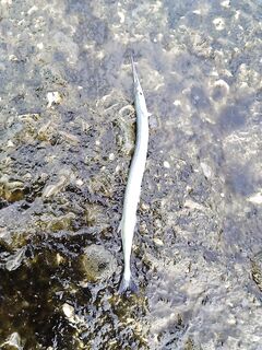 Дождь, волна и дельфины: нереис в фаворе, опарыш мимо, взял саргана