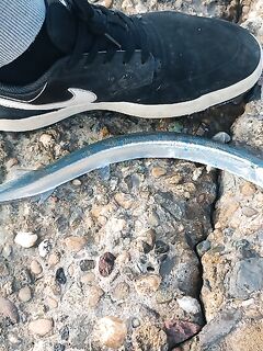 Дневной пилькер: сарган вялый, на бомбарду по 1–2 — рыбалка капризная