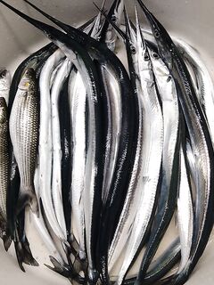 Сарган после закрепления: нереис в приоритете, опарыш в игноре