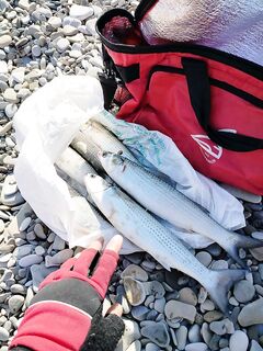 Как прикрепить файл к ответу: кнопка внизу «прикрепить файлы» — и готово