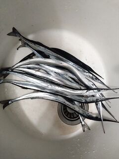 Трудовой сарган на креветку: вялый клев, 50/50 по мясу и нереису, план повторить завтра