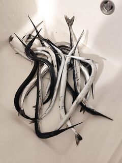 Бжид, два дня подряд: в первый работал пилькер Xesta Dangan, во второй - поплавок с креветкой