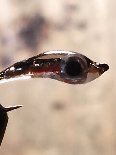 Дождь не помеха: поклёвки с первого заброса, мясо и нереис 50/50, к полудню волна и спад