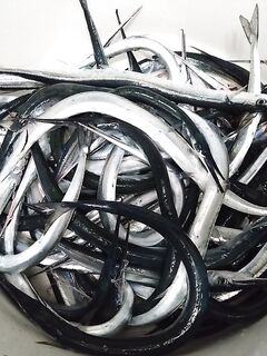 Рабочий день отгулян: утренние невнятные поклёвки на нереис, потом стабильность у берега