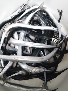 Дневная жара и точность заброса: сарган то капризничал, то бил жёстко; мясо и нереис