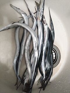 Выходной под саргана: утренние тычки на бомбарду, дальше раздача у берега и «под пенное»