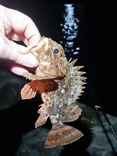 Первые рыбы сезона: десяток ершей, пара ставридок, окунь, бычок и два обрыва с «неведомыми»