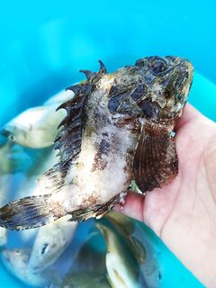 Осторожно с шипами: брать за челюсть, полотенце у местных - на уху рыба заходит отлично