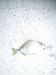 Геленджик с сыном: дневной мормышинг, рыба откликается вяло - краткая фиксация выхода