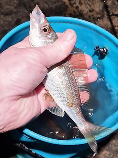 Ялта 20:30-00:20, берег и буна: тонущая бомбарда 3,6 г, «маракуя» и «хигаши», палка до 3 г