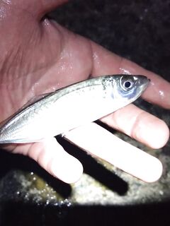 Открытие после глухозимья: вечером на буне ставрида присутствует, отводной на нереиса с тычками