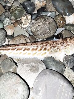 Вечерка в кратком отчёте: зафиксировал выход, без деталей по раздачам и приманкам