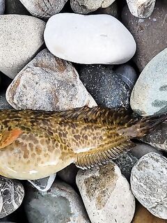 Район Моей Звезды 16:00-19:00: сушёный морской червь, смарида и бычки, креветка как топчик