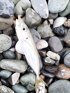 Смена тактики под течение: тиролька до заката, затем бомбарда с силиконом и выход ставриды