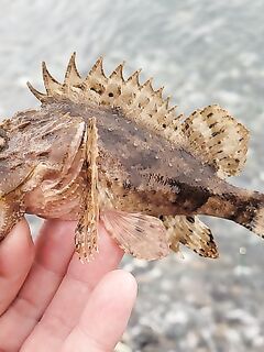 Ялта, вечерняя смена целей: начинал со смариды, затем переключился на скорпену