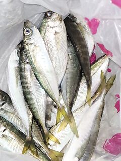 Пропуск отчета: короткие вопросы по прошлой морской рыбалке у берега