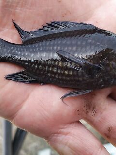 Цель барабуля, но колет дракон: морская рыбалка на тирольку и удочку с червем