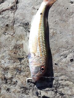 Лазаревский район: барабулька пошла, тиролька с креветкой приносит первого