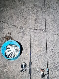 Четыре часа в мае: пластиковые блесны с маракуйей и ночные бомбарды по ставриде