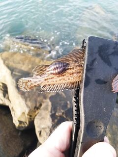 Легкий юмор у плиты: приправы решают вкус улова после морской рыбалки