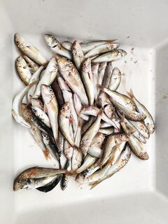 Лермонтово, донка и коромысло: барабуля на нереиса, чуларка игнорирует