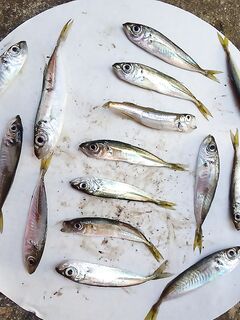 Поплавок и бомбарда после дождя: пятнадцать ставрид и набор прибрежной мелочи