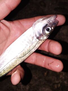 Три одинаковые смены: микроджиг 1–2.5 г, цвета розовый и белый, пилькер молчит