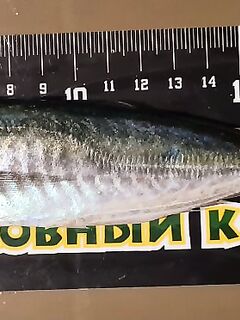 Ночная сотня: рыбалка на ставриду с чебурашкой 0.5 г и тонкой снастью