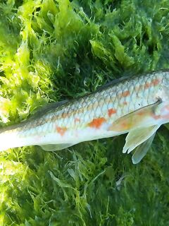 Подъем в 4:30 за барабулей: тиролька, поводок 0.16 и пара визитов дельфинов